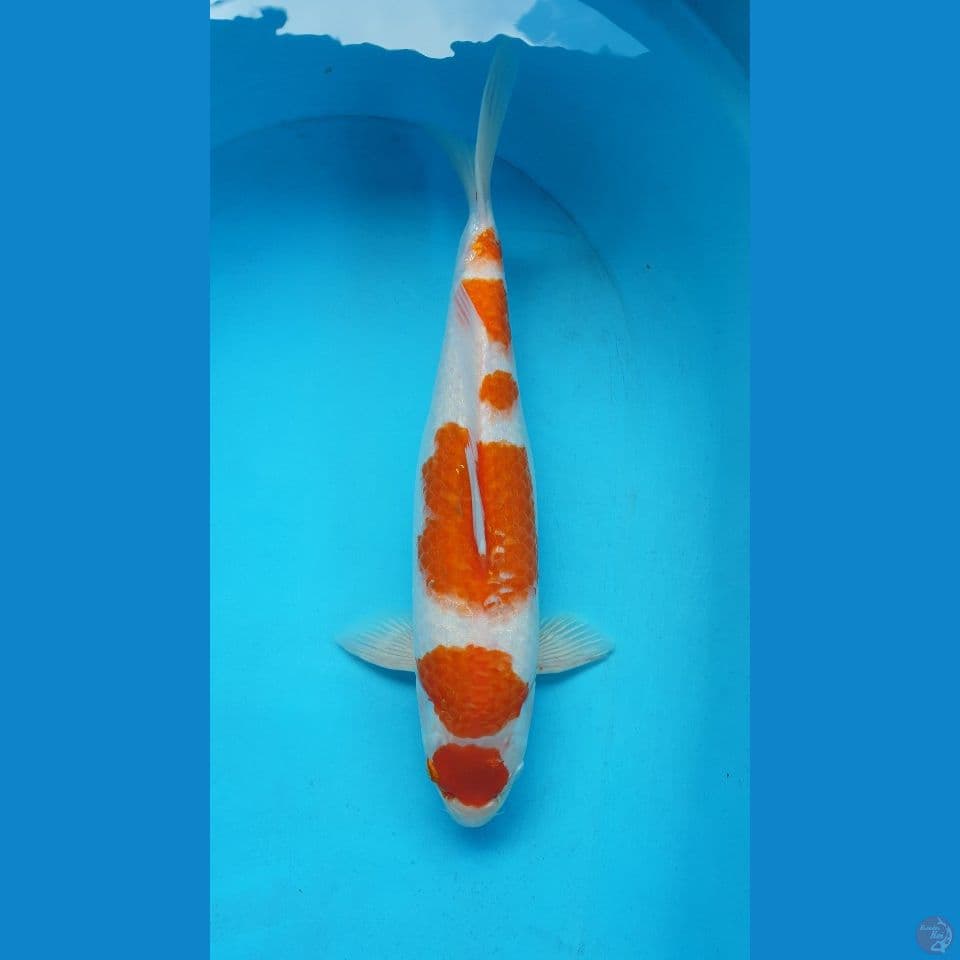 Kohaku Maruten 41cm.