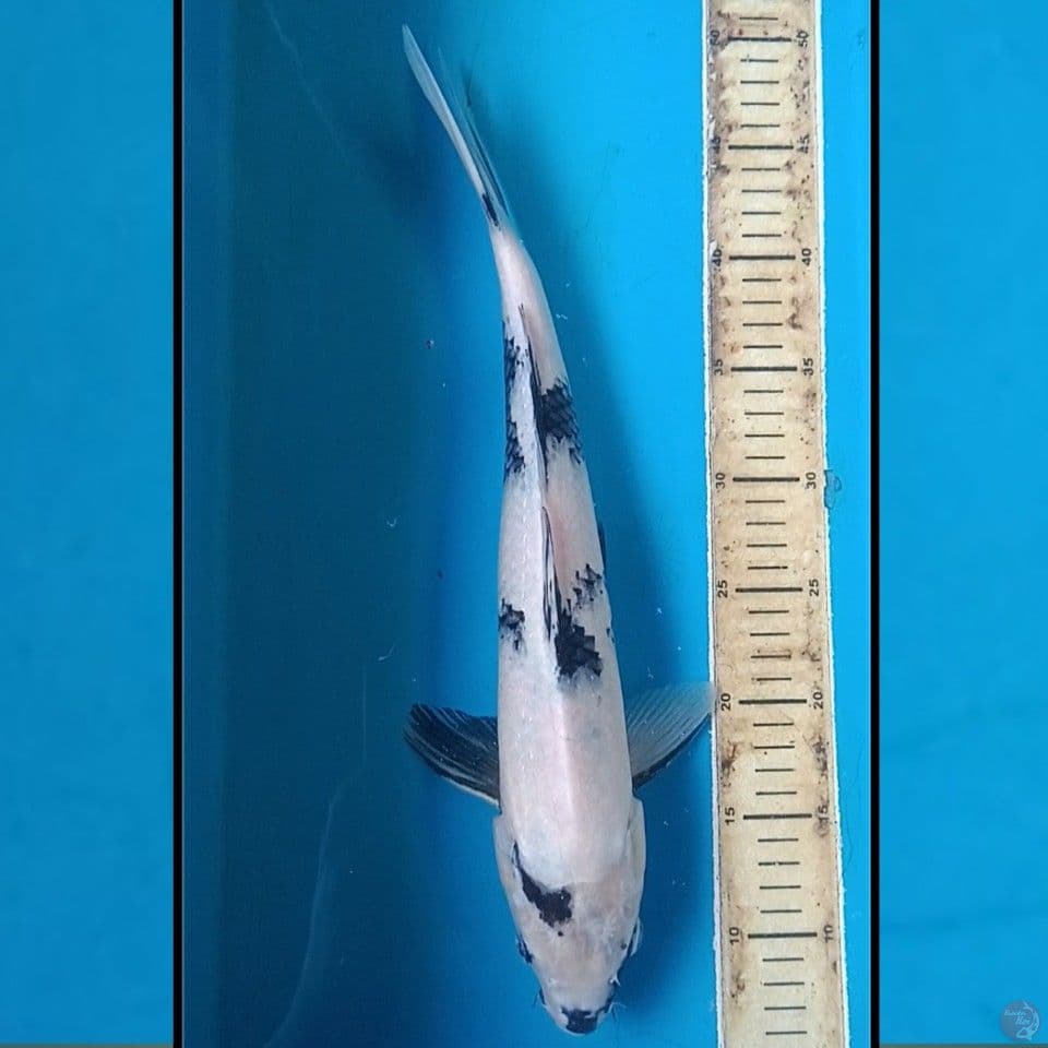 SHIRO 40CM