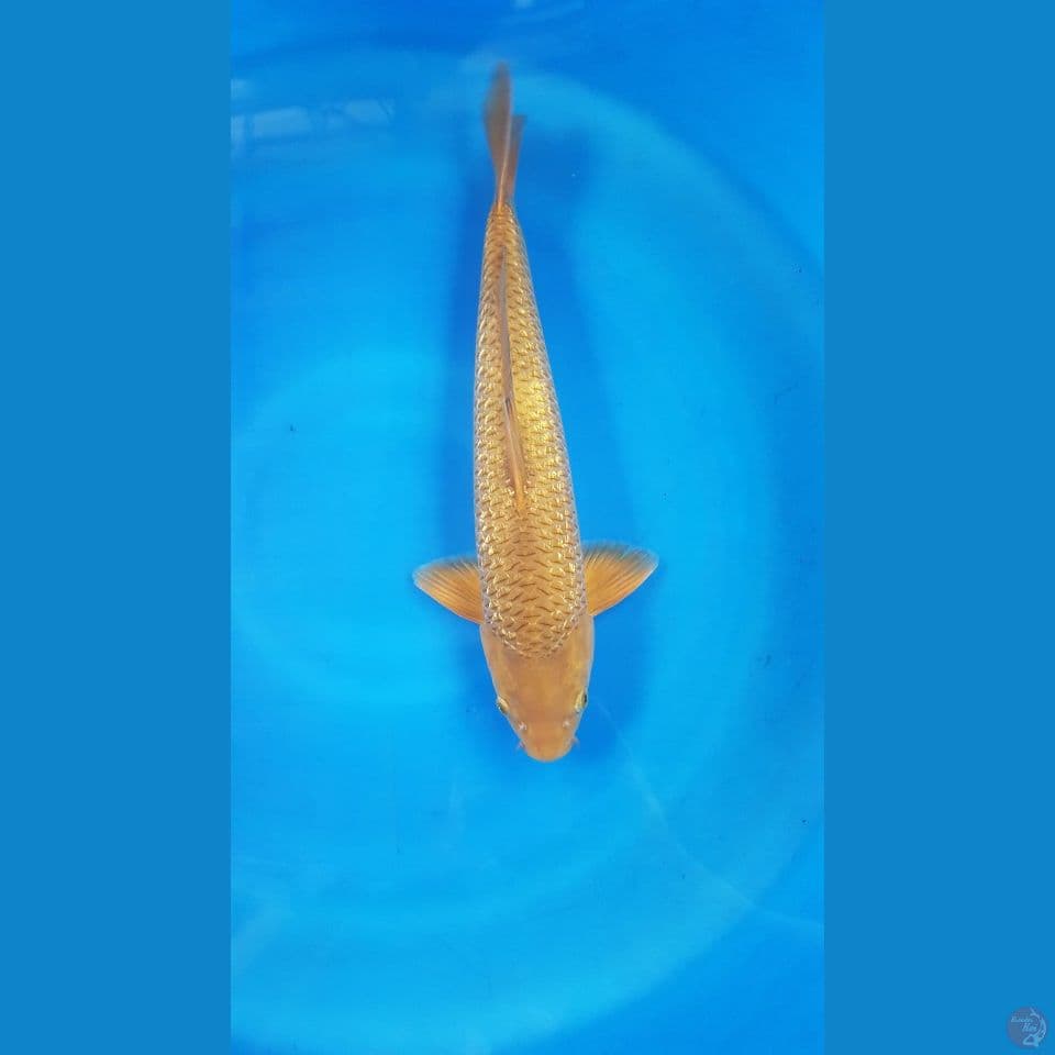 Caramel ginrin 40 cm