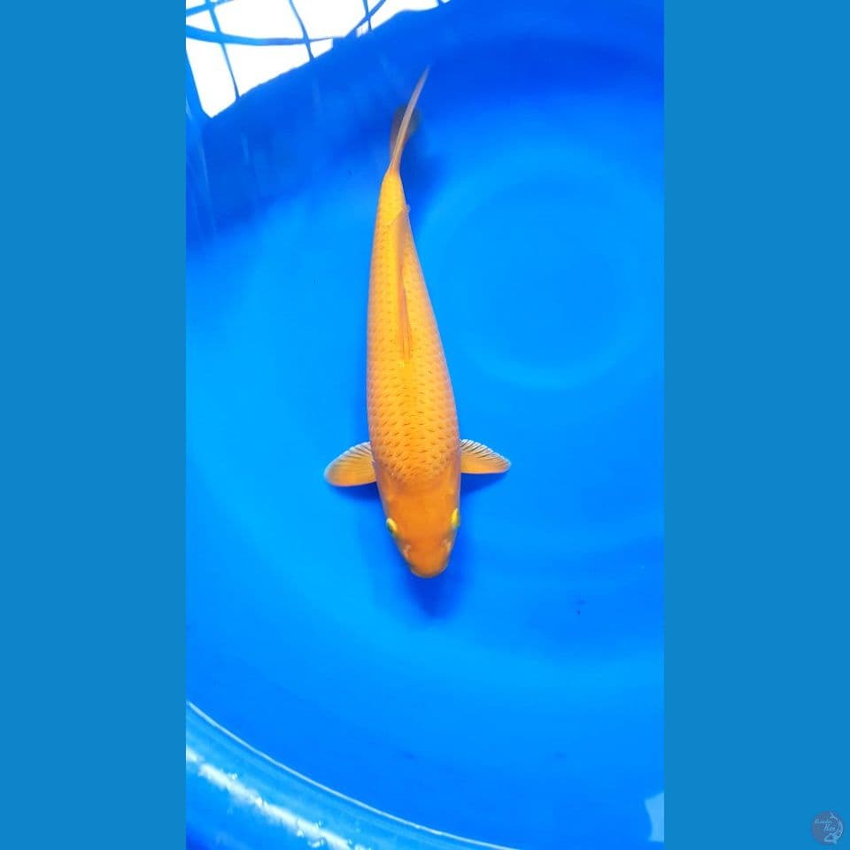 caramel 39 cm