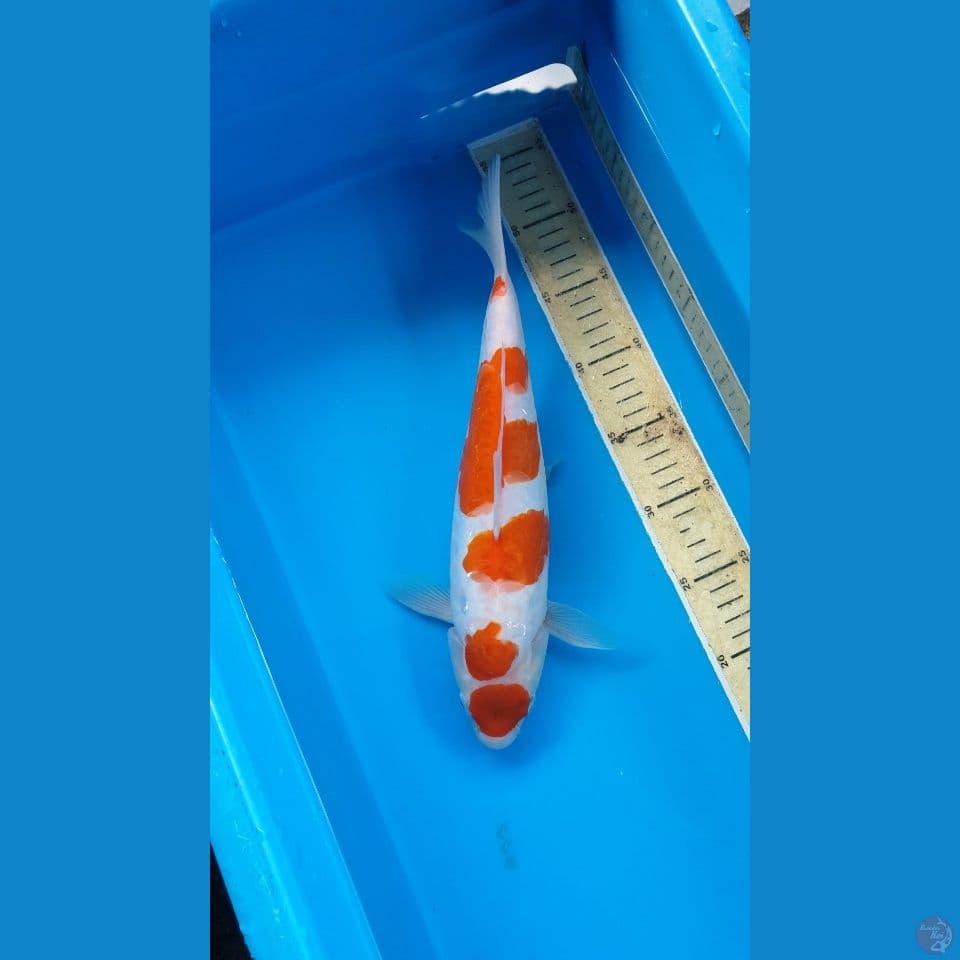 Maruten Kohaku 33cm