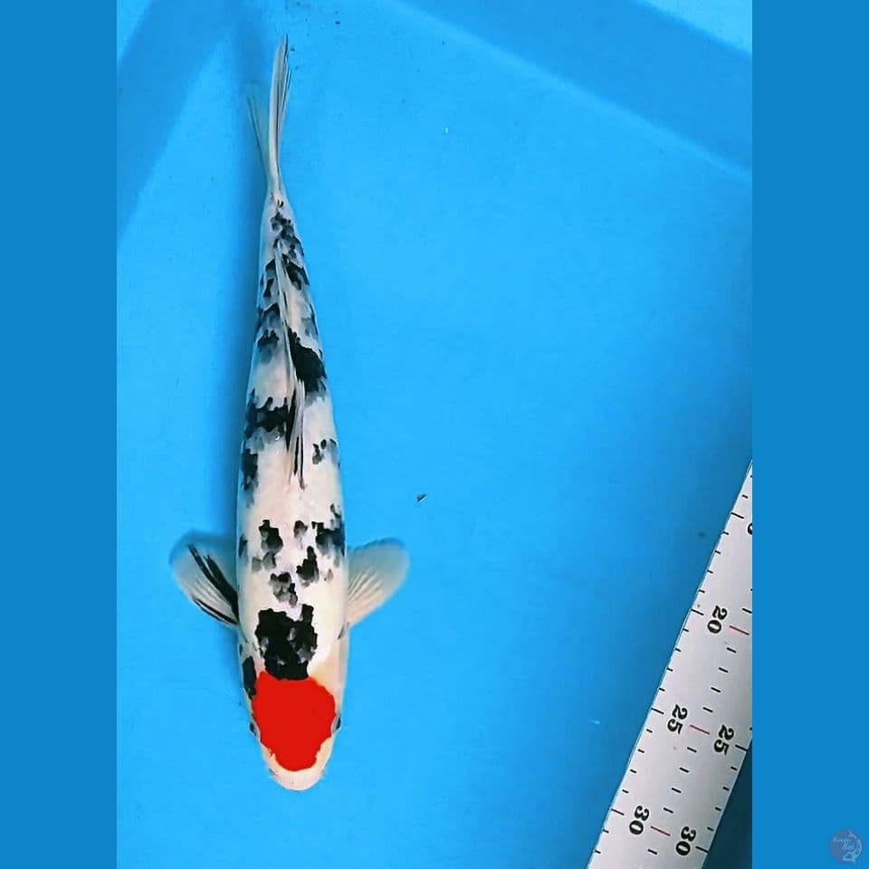 TANCHO SANKE ORI 32CM