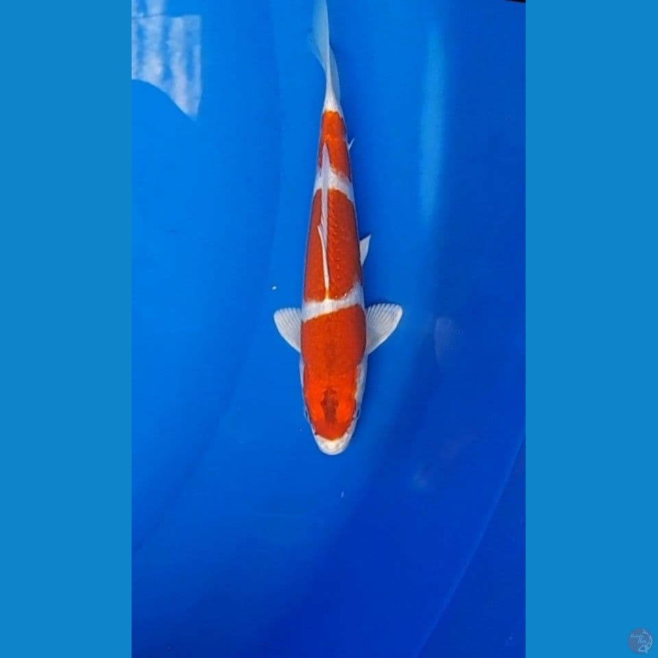 Kohaku Hikari