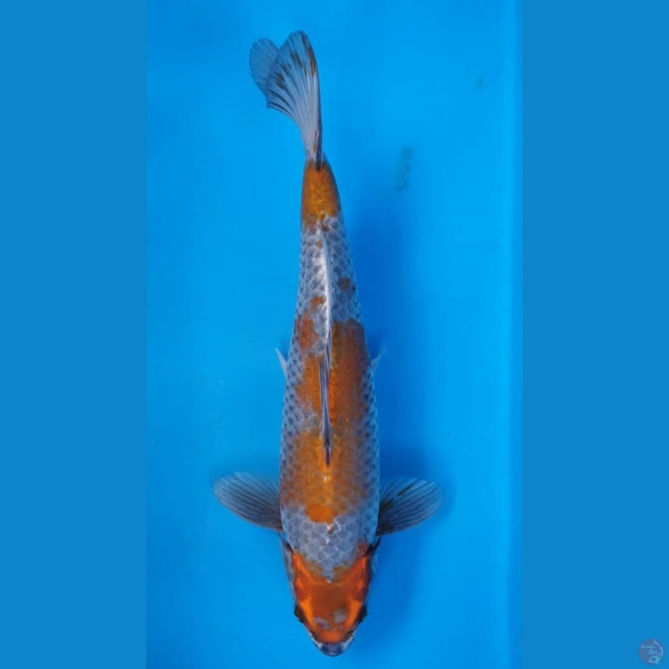 Ociba Kogane 31cm Male