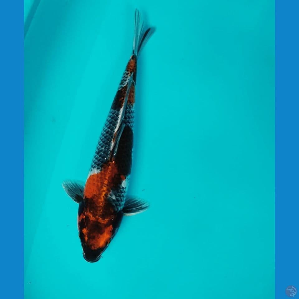 KIN.SHOWA KAGE 32CM MALE