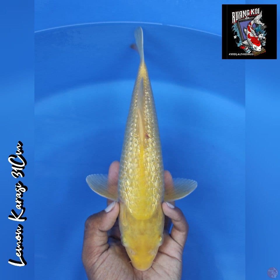 LEMON KARASI 31CM