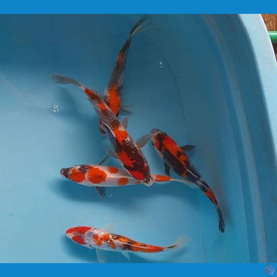 Mix Showa 20Cm