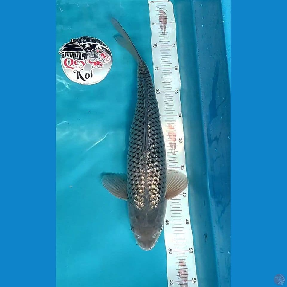 Soragoi Full Ginrin 46cn Male