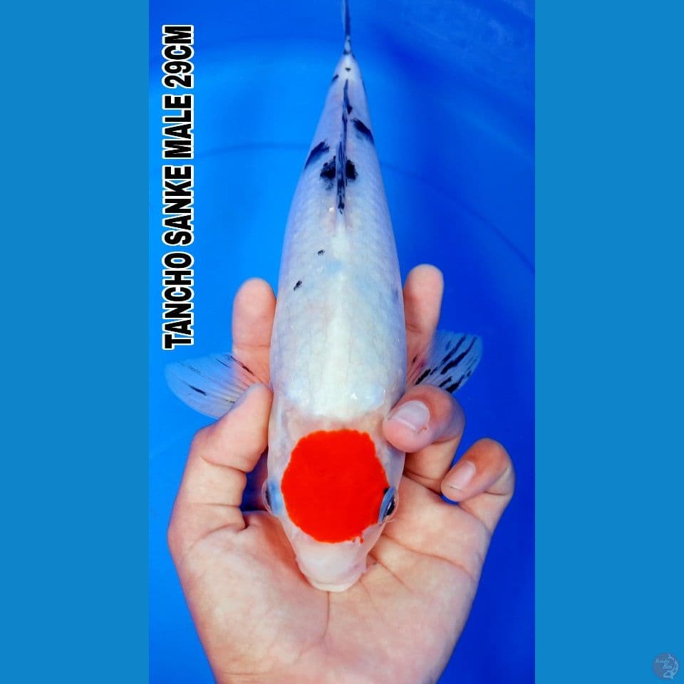 TANCHO SANKE 29CM
