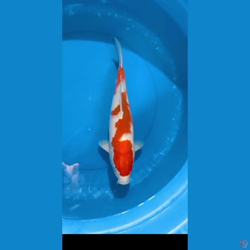 KOHAKU RED