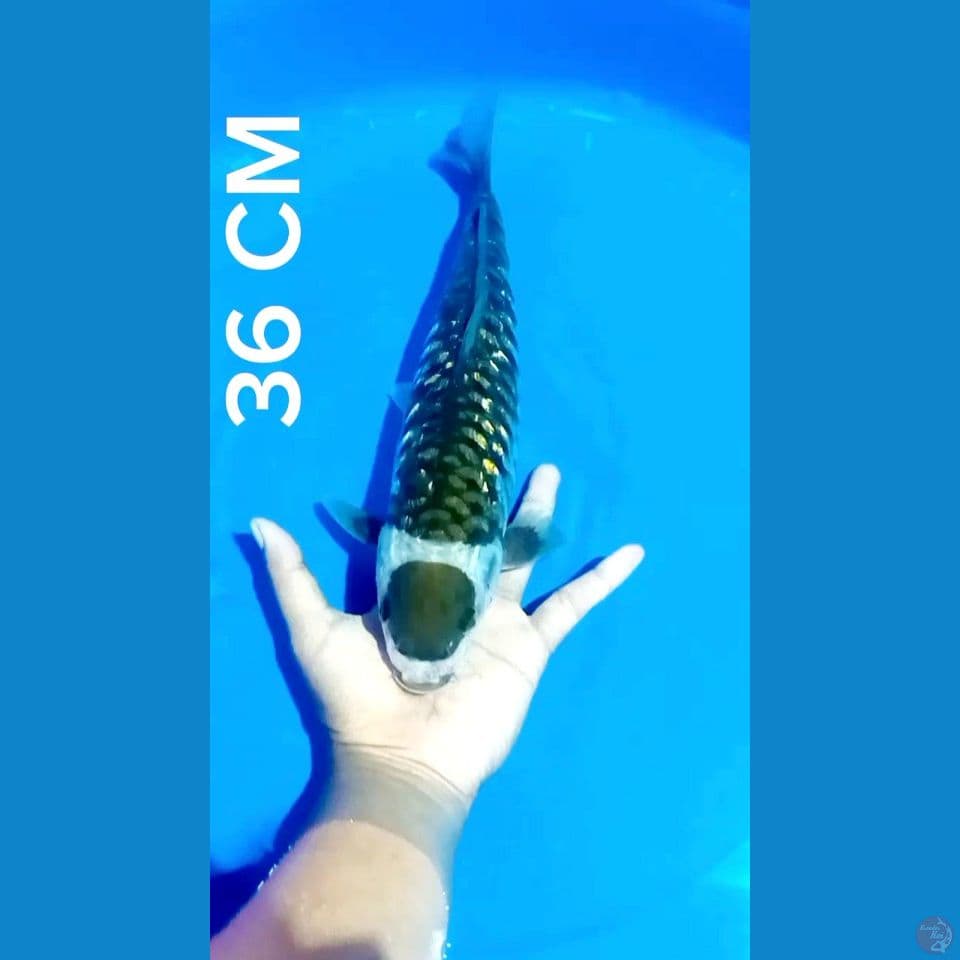 TANCO MARUTEN SISIK NAGA