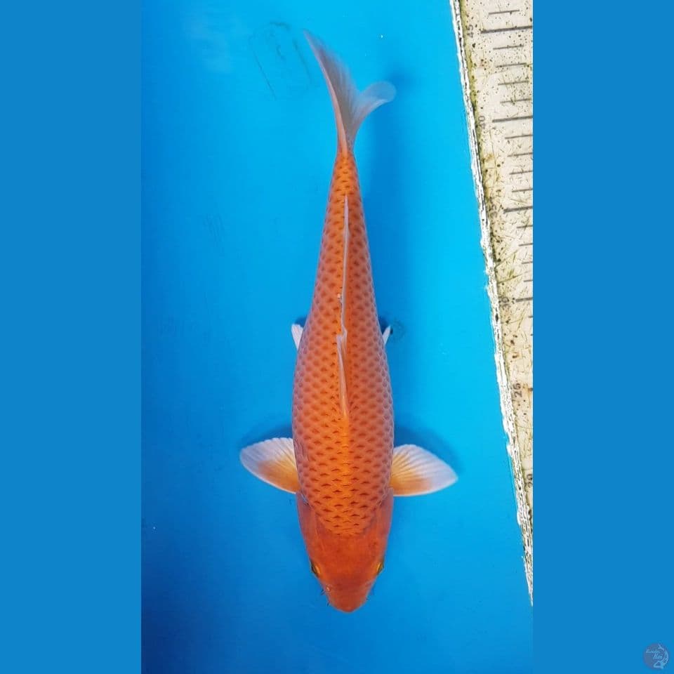 KARAMEL