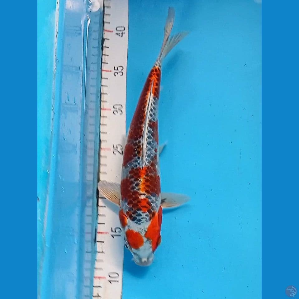 Beni Gingga 28cm