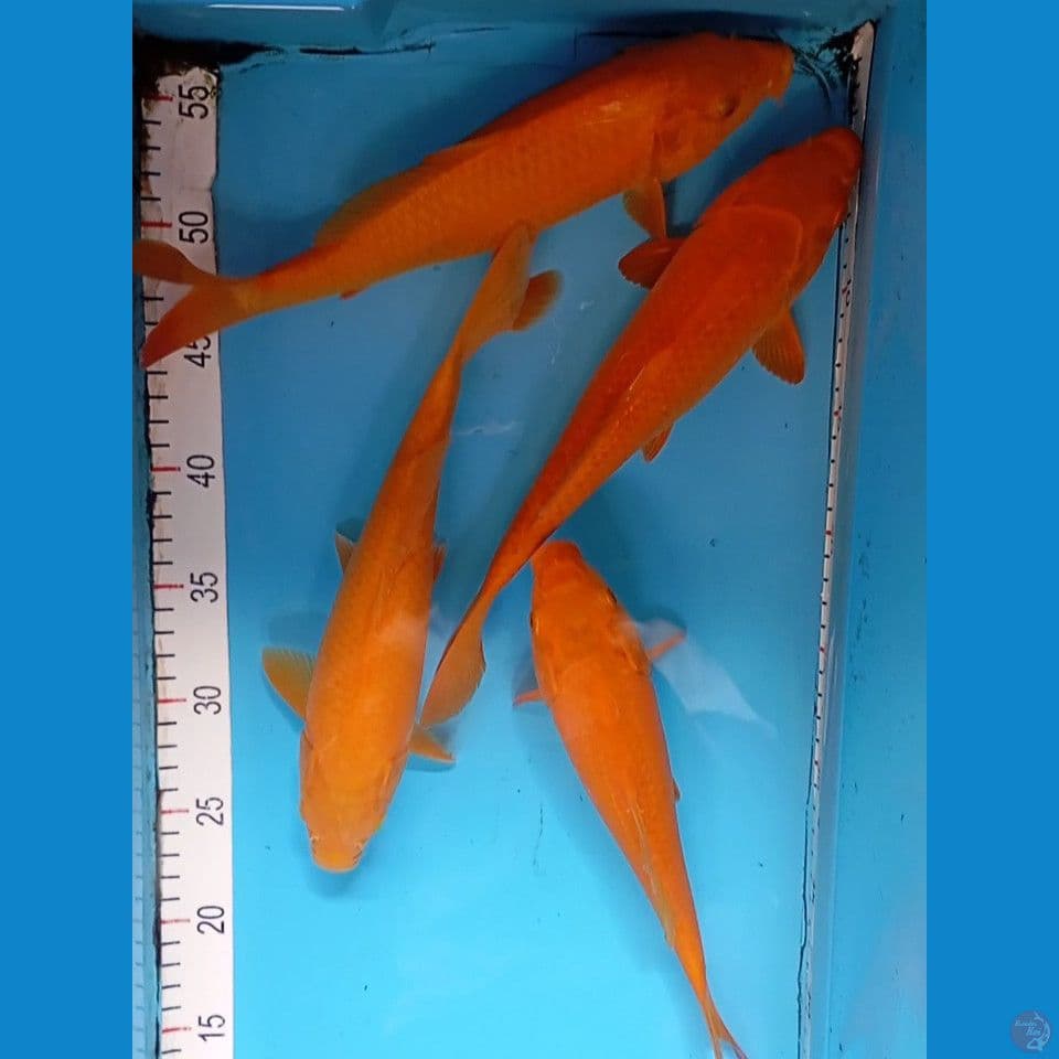 karashi 4 ekor 25-28cm