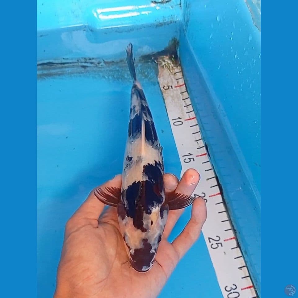 shiro 25cm