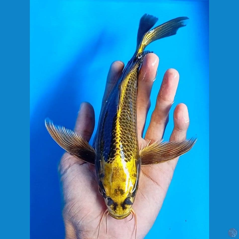 kumpay golden mukashi 25cm
