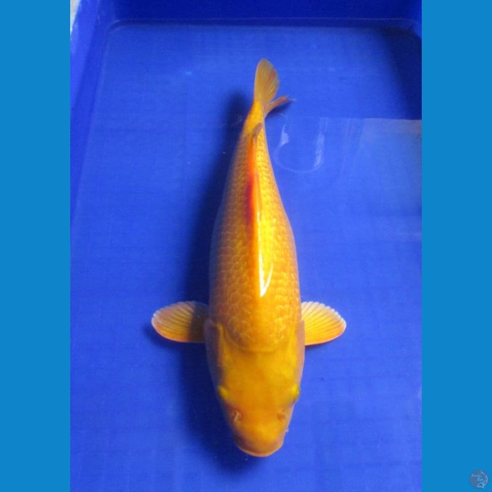 Karashi Gindrin Female 38Cm