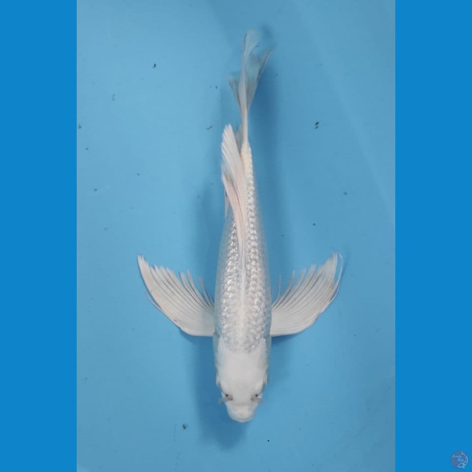 platinum ginrin gondrong 35 cm