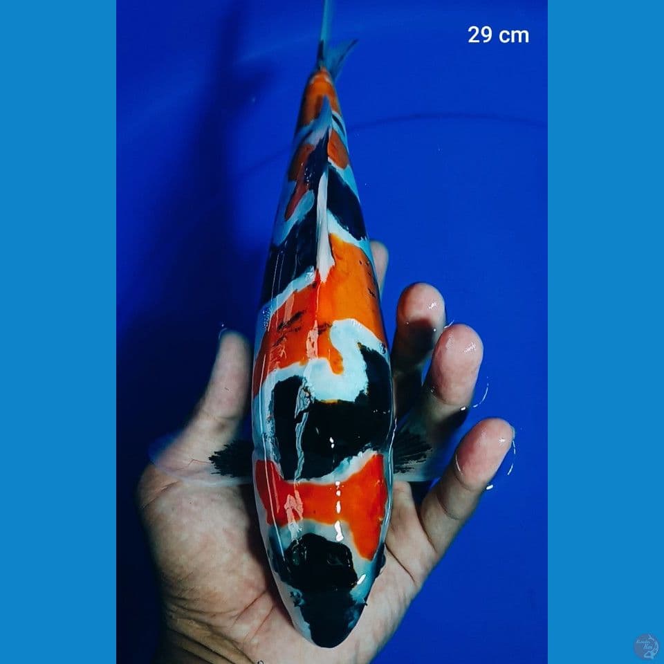 original showa naruto 29 cm