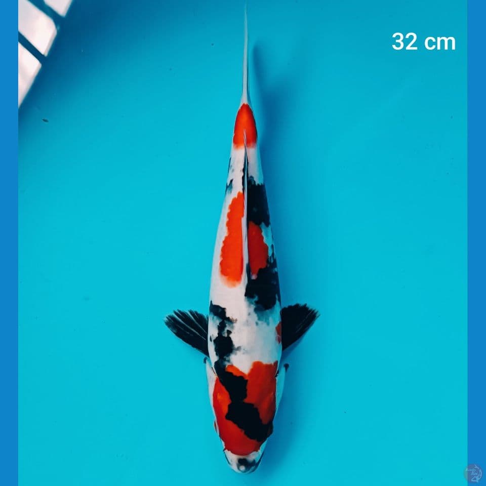 showa 32 cm