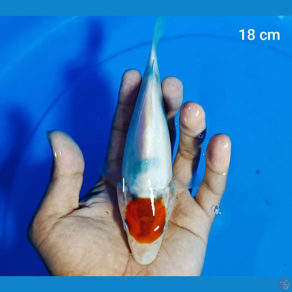 tancho showa 18 cm