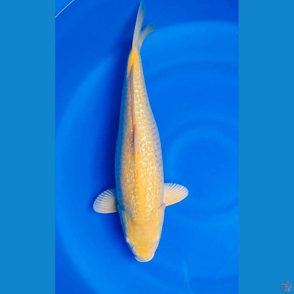 ginrin karasi 50cm