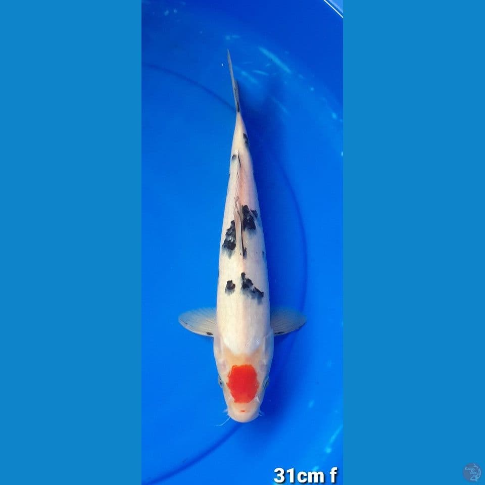 TANCHO SANKE 31CM FEMALE
