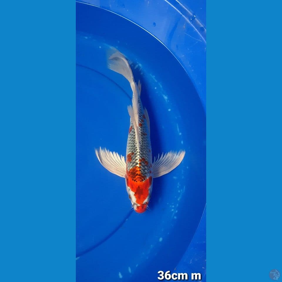 KÙMPAI KUJAKU 36CM MALE