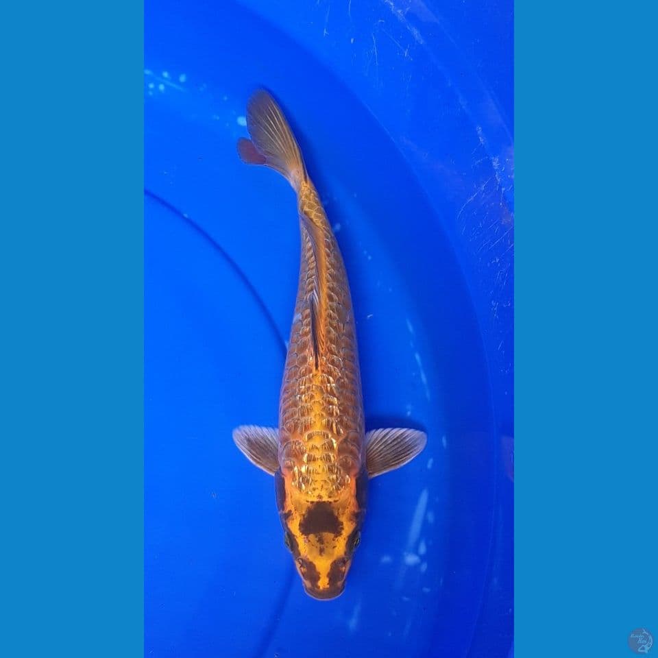 GOLD ARAGOKE GINDRIN 28cm FEMALE