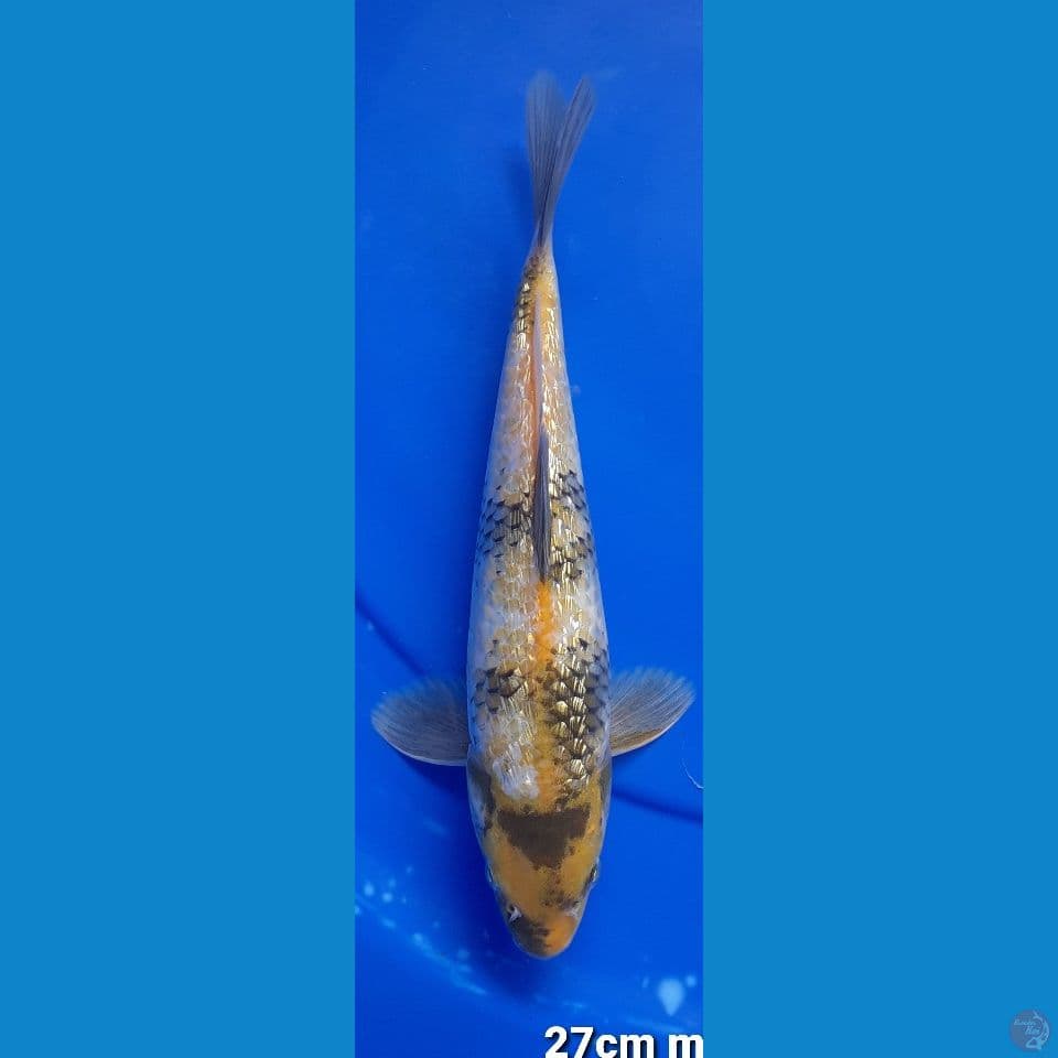 KINSHOWA 27cm MALE