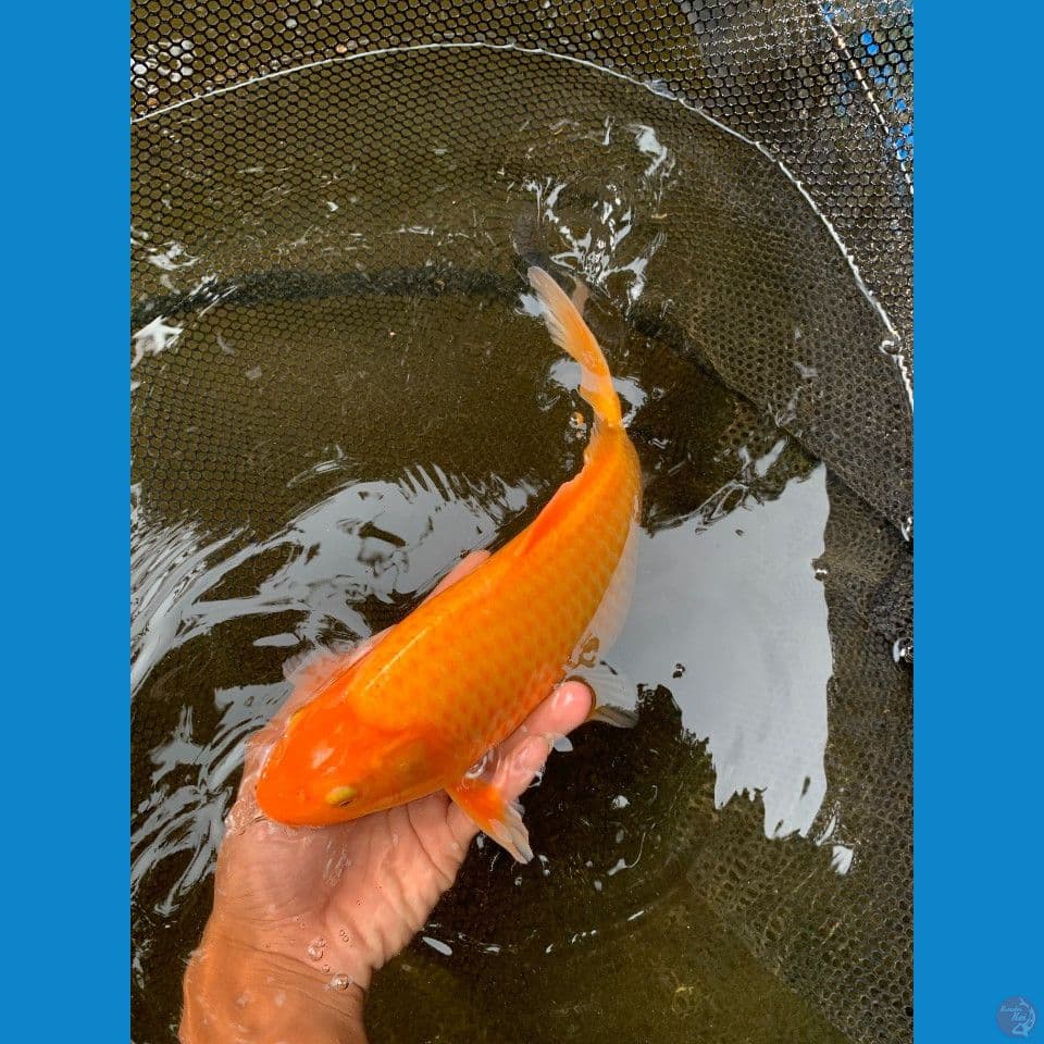 karasi 30 cm