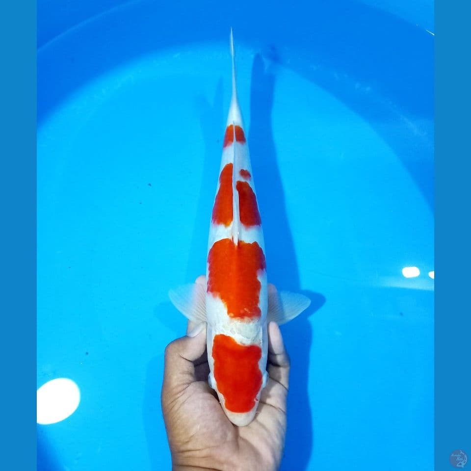 Kohaku Male 34cm