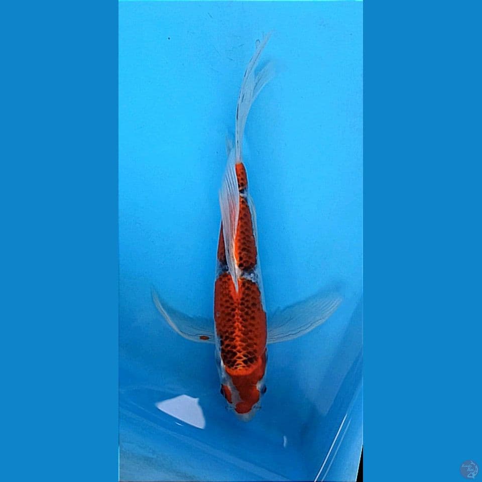KUMPAY GOSHIKI 27+CM