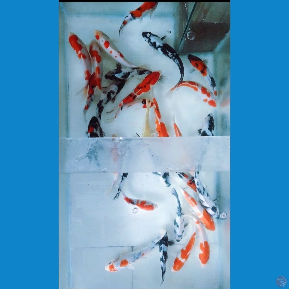 30ekor mix 20-25cm