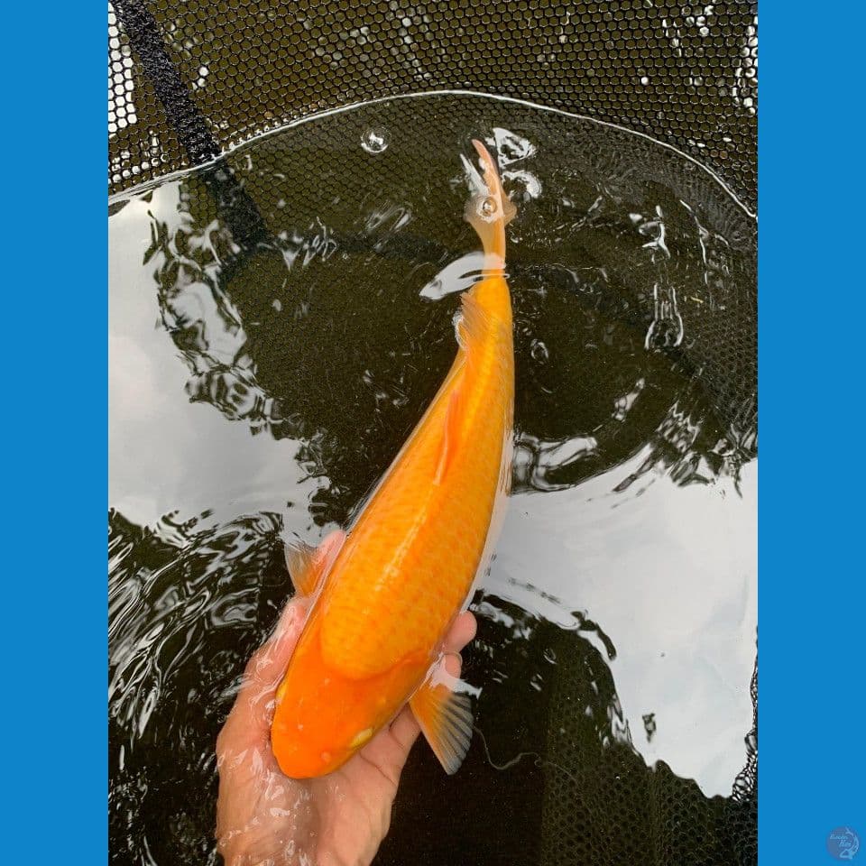 karasi 30 cm