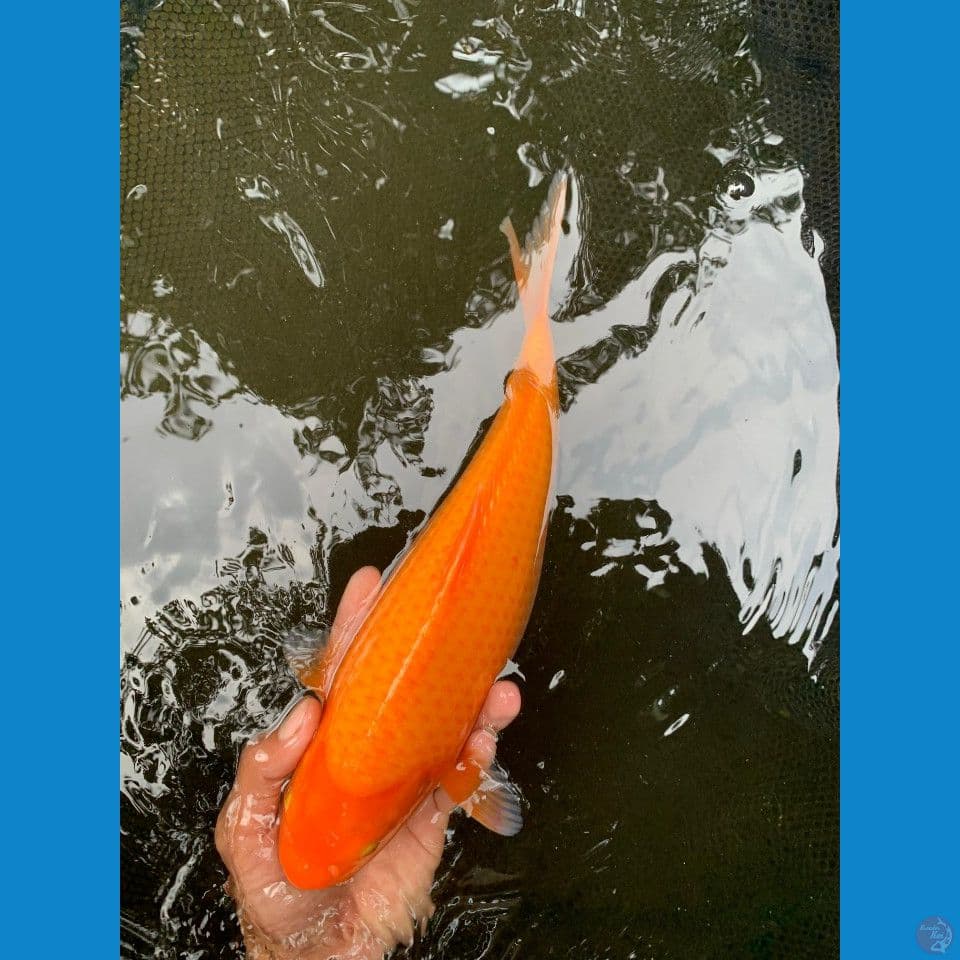karasi 30cm