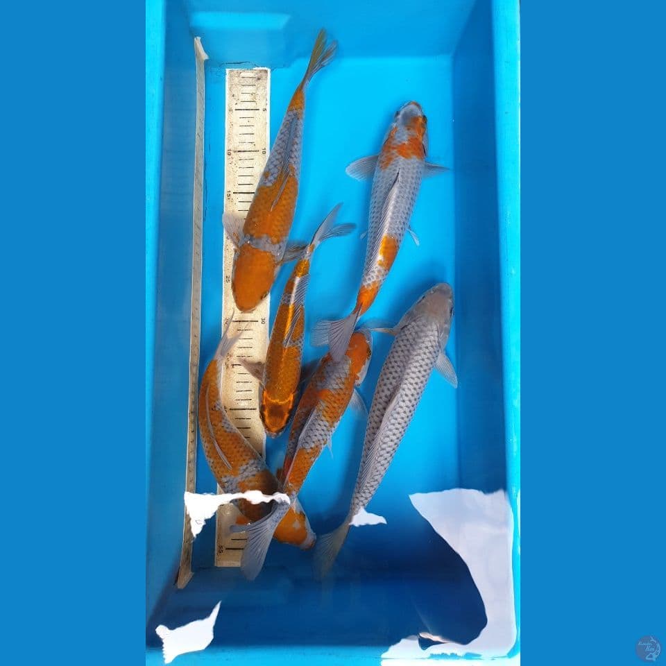 OCIBA paket 27-33Cm. 6ekor