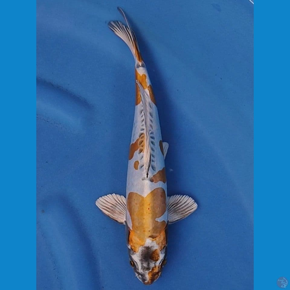 KIKOKURYU 31 CM MALE