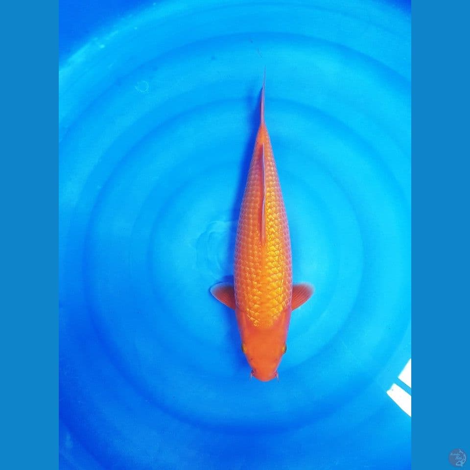 Super red karasi fuull ginrin 40cm SQ ready show