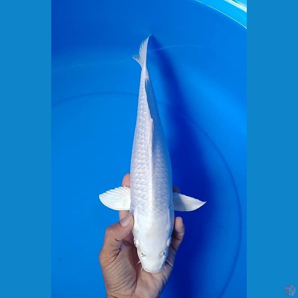 platinum: 35cm m
