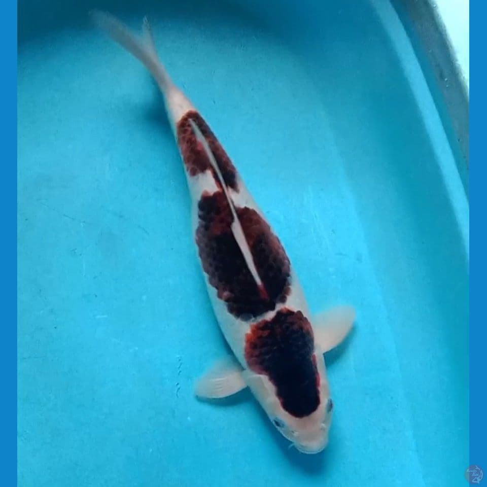 goromo