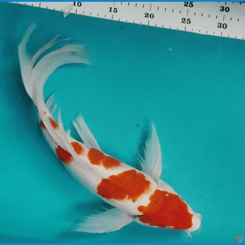 Kumpay maruten Kohaku 38cm