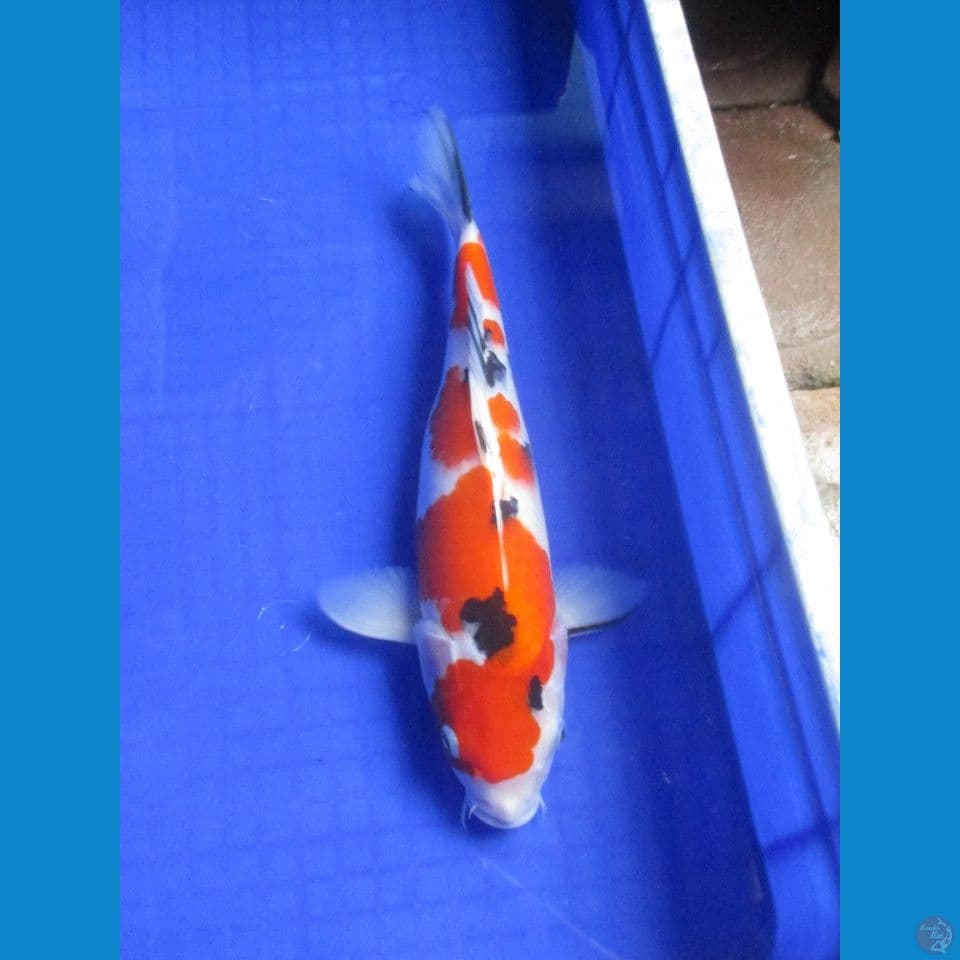 Sandan Sanke Original 35Cm