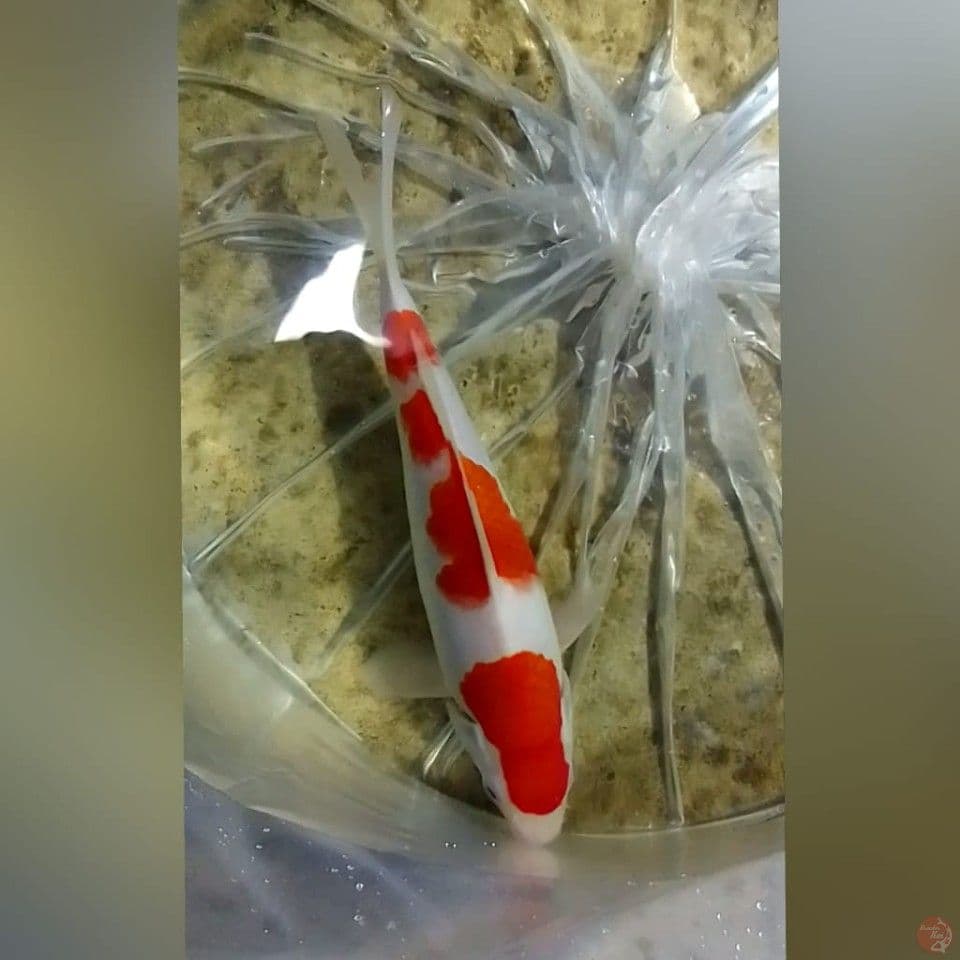 KOHAKU GOOD PATREN M23
