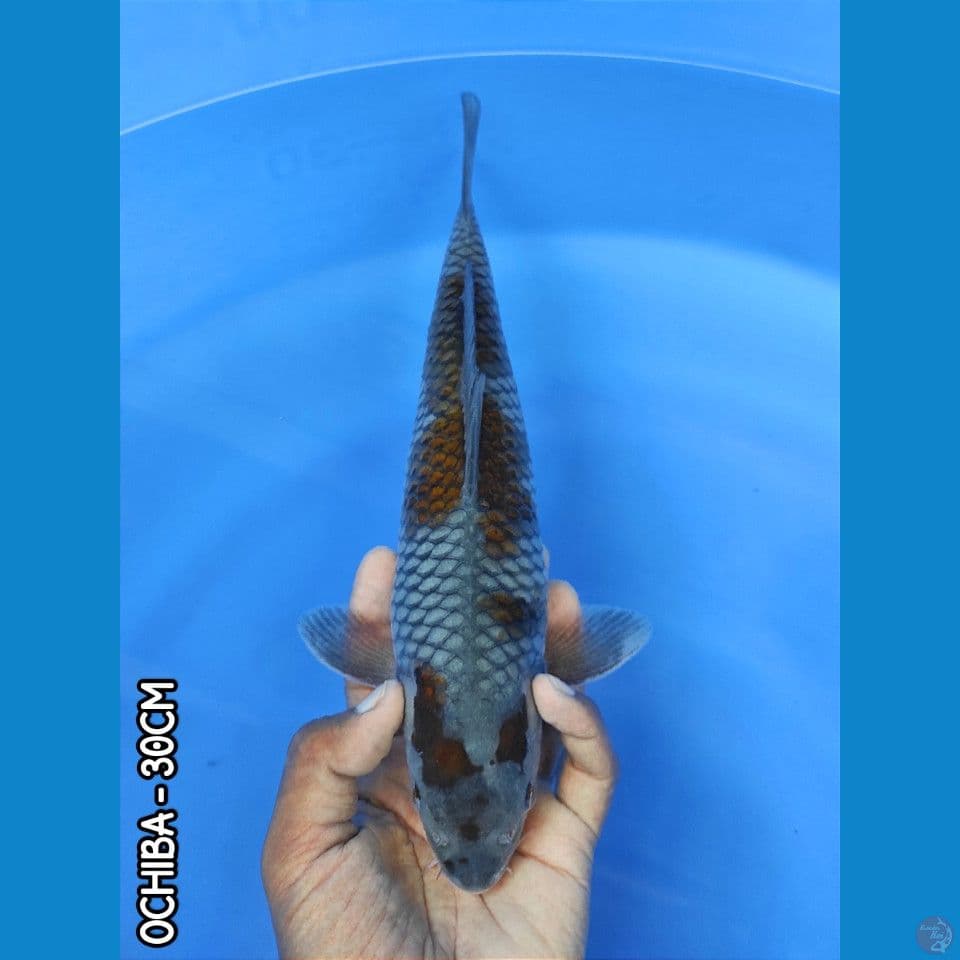 OCHIBA 30CM