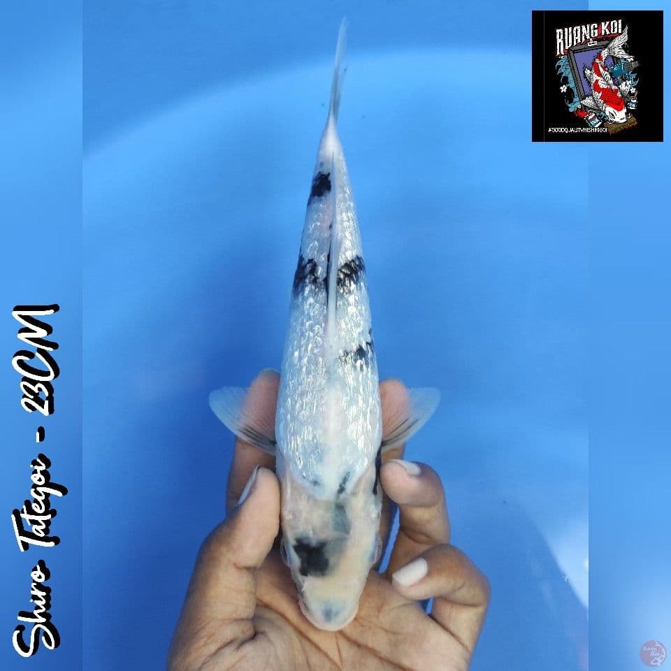 SHIRO GINRIN TATEGOI 23CM