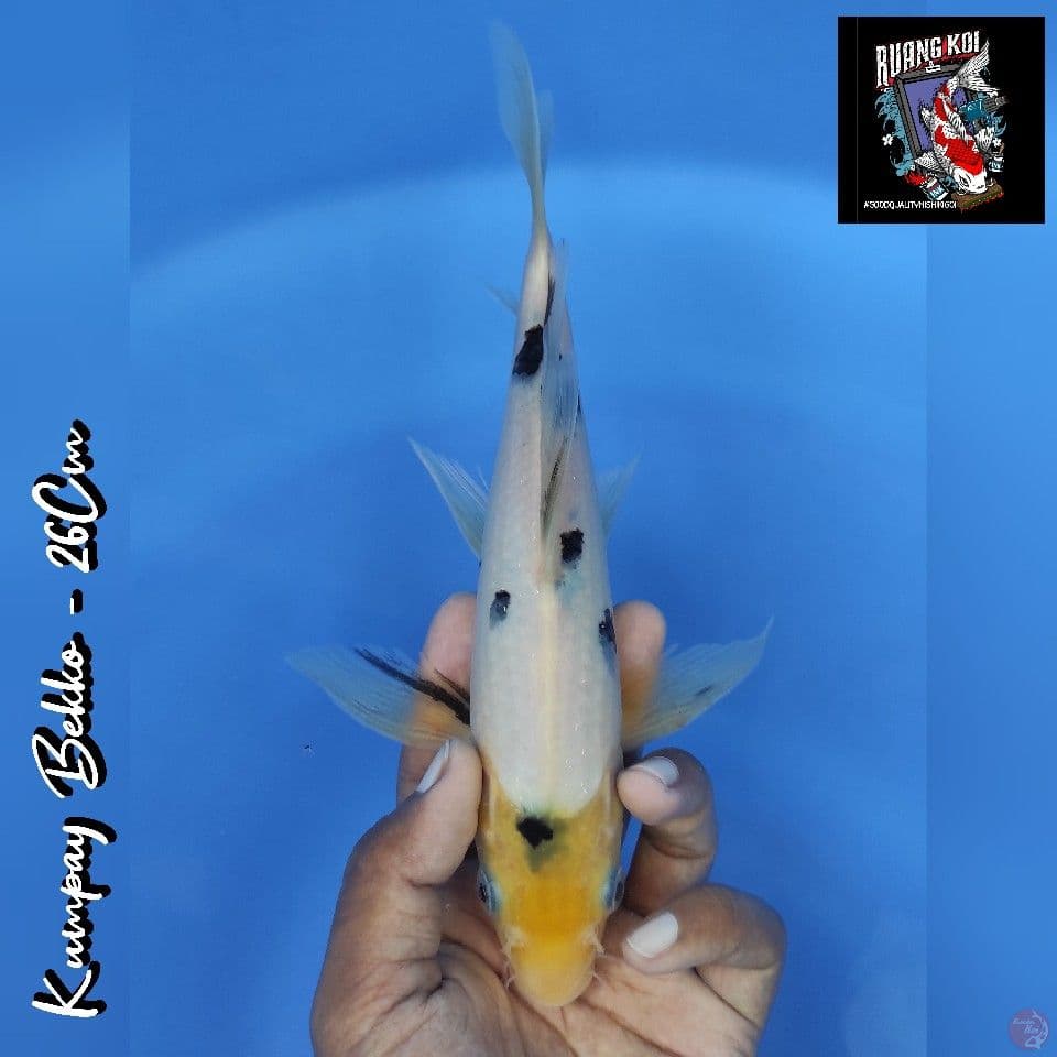 KUMPAY BEKKO 26CM