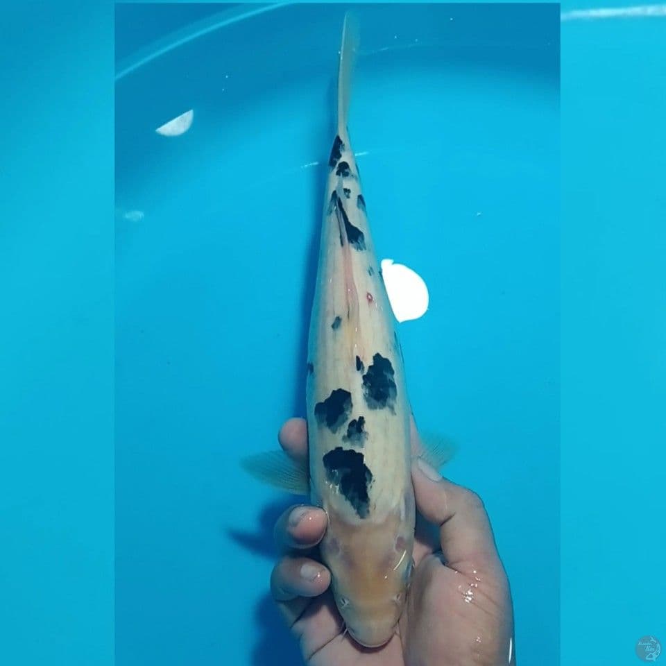 BEKKO 31CM