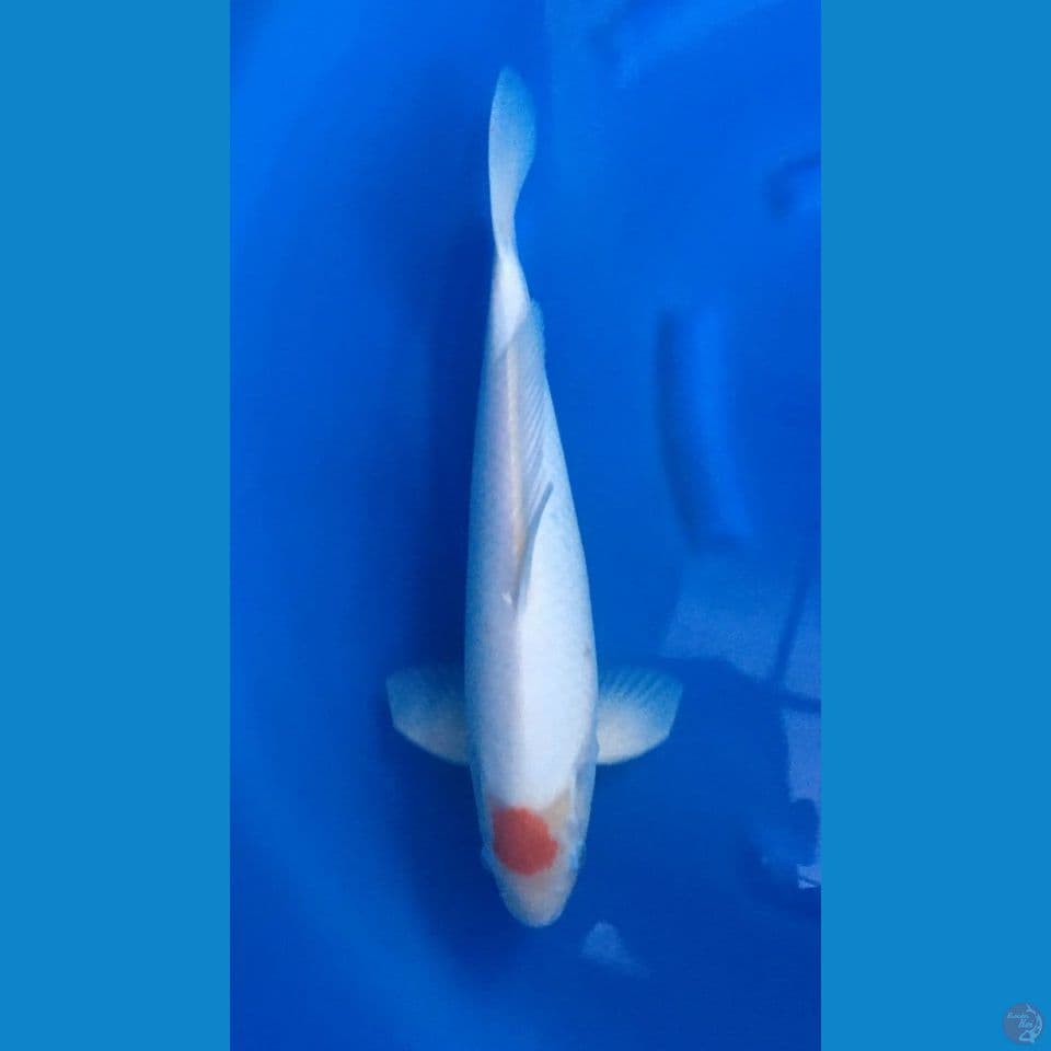 Tancho Kohaku 40cm