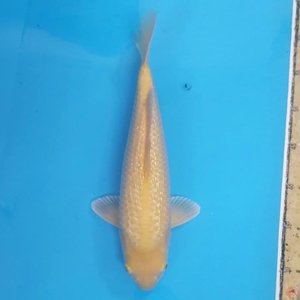 Karashi Ginrin Bulky ~33 M
